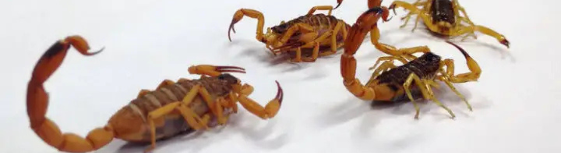 Infestações de Escorpiões 24 HORAS